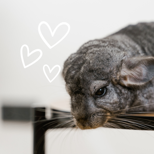Chinchilla Futter und Pflege